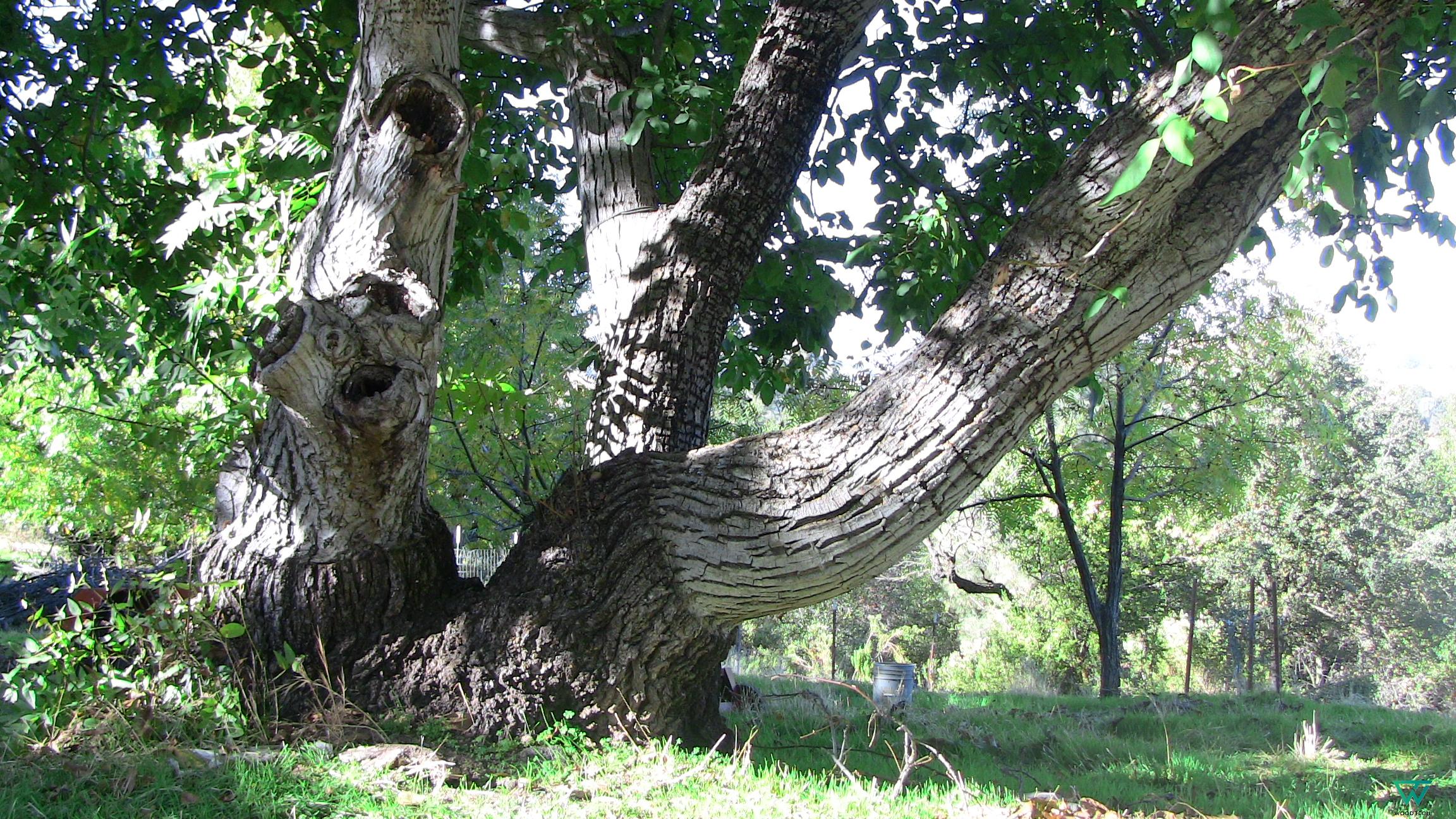 Gỗ óc chó là gì